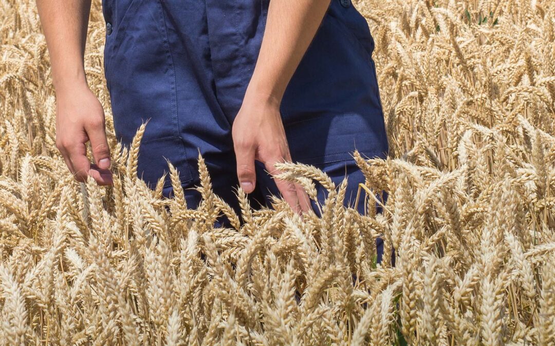 Cerealicoltura digitale. Come “coltivare” i dati per ottimizzare la gestione agronomica
