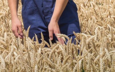 Cerealicoltura digitale. Come “coltivare” i dati per ottimizzare la gestione agronomica